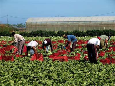 Bits and Pieces: Soy Bean Oil Fuel, Migratory Farm Workers, and Runaways
